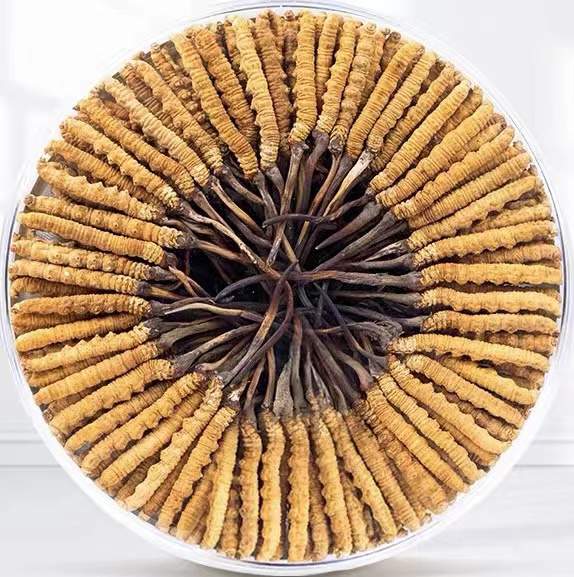 通化冬虫夏草回收